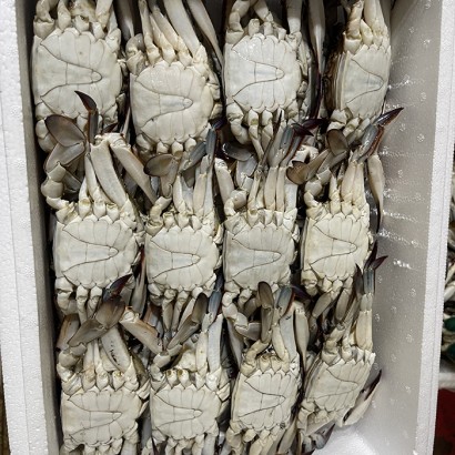 숫꽃게